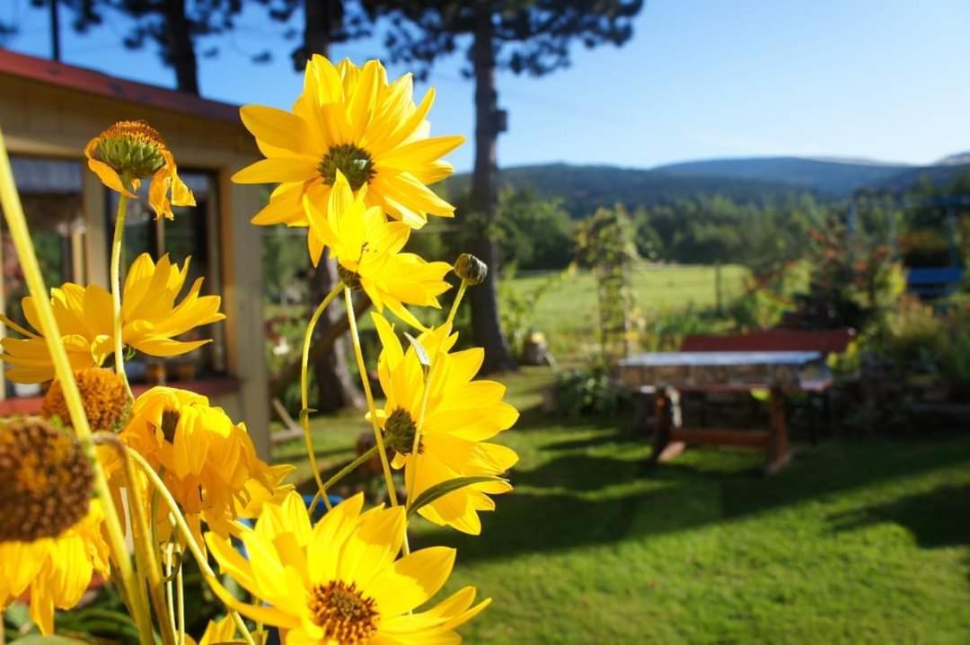 Dom Na Przedgorzu Daire Świeradów-Zdrój Dış mekan fotoğraf